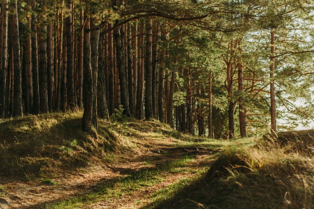 Chemin en forêt