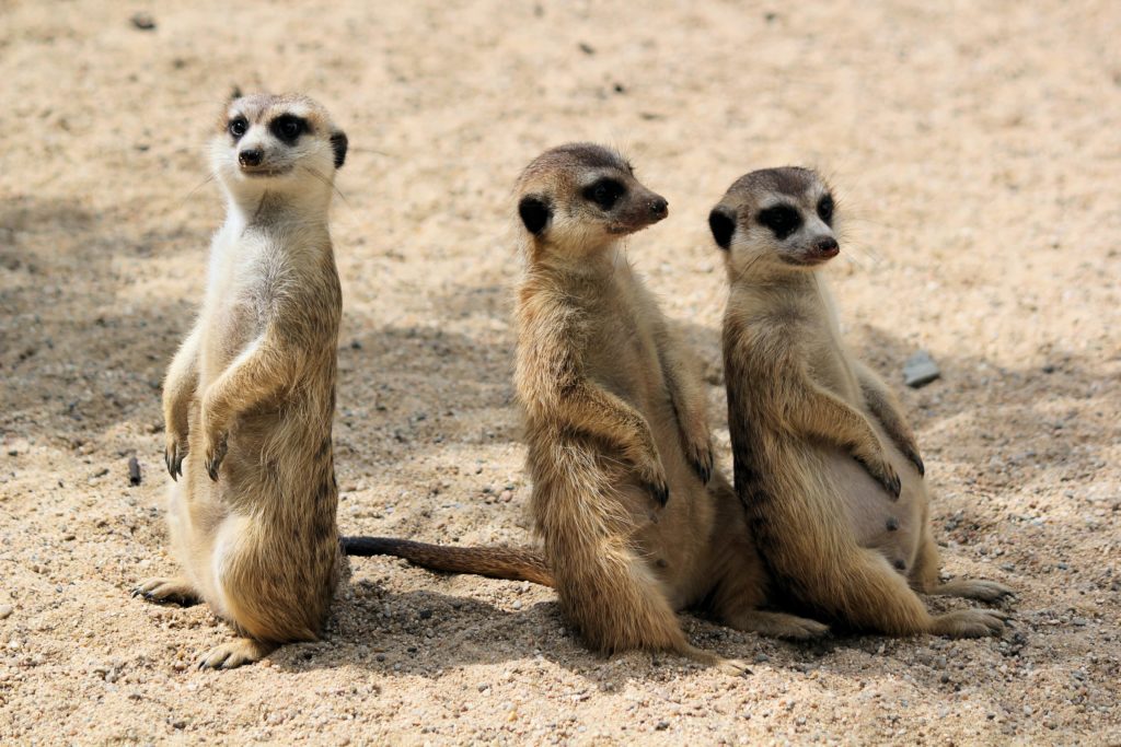 Suricates dans un Zoo